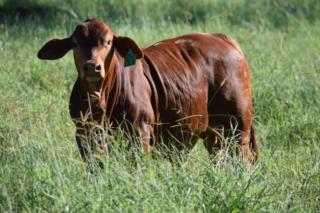 Fergus Calf 1806